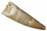Fossil Plesiosaur (Zarafasaura) Tooth - Morocco #344228-1